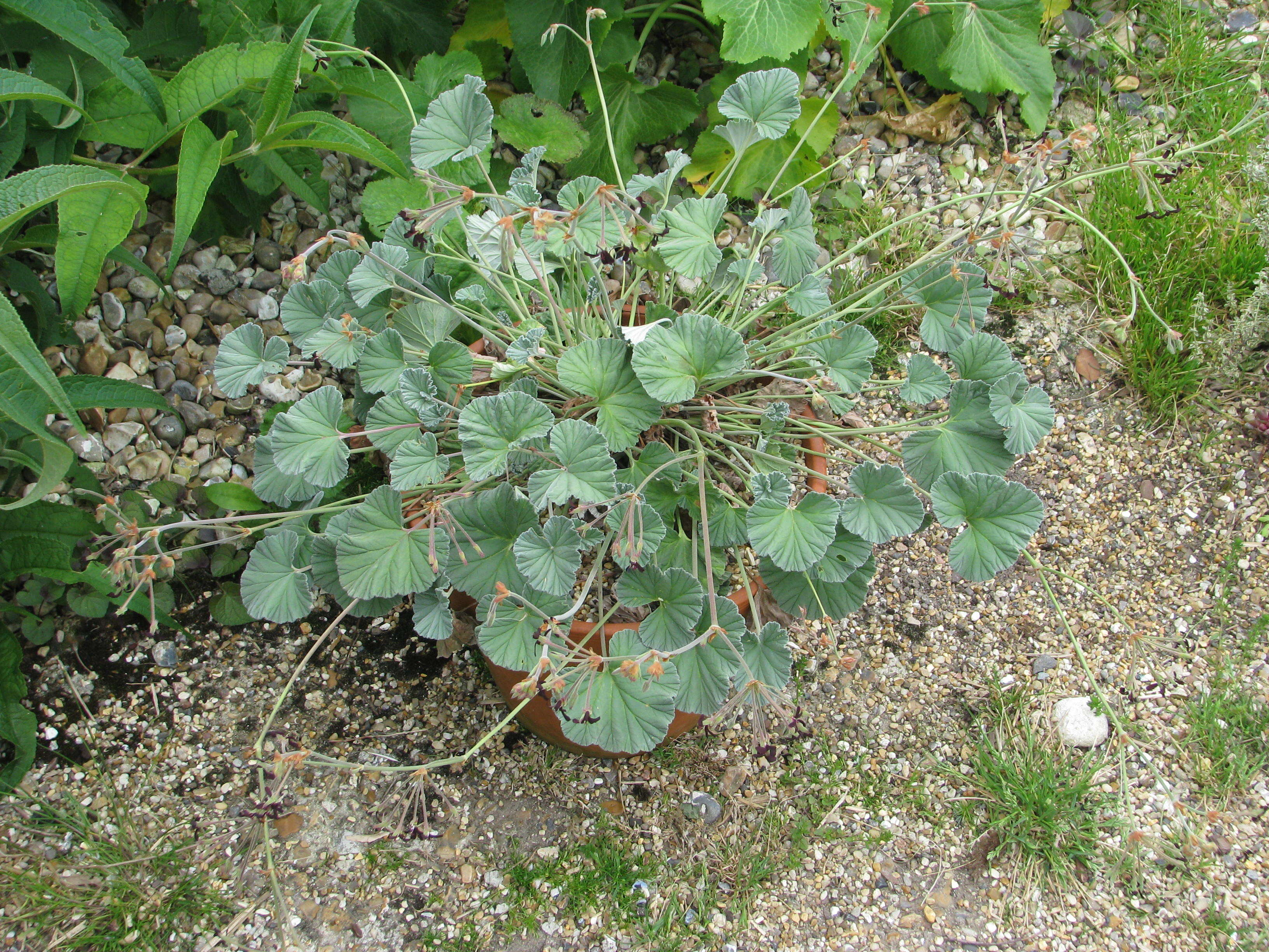 Imagem de Pelargonium sidoides DC.