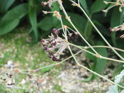 Imagem de Pelargonium sidoides DC.