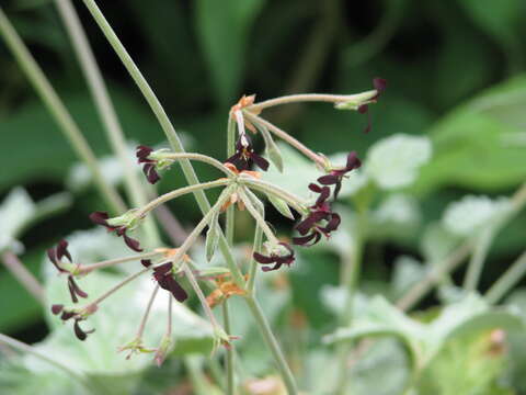 Imagem de Pelargonium sidoides DC.