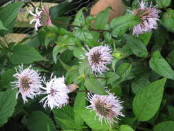 Image of eastern beebalm