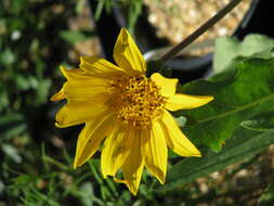 Wyethia angustifolia (DC.) Nutt. resmi