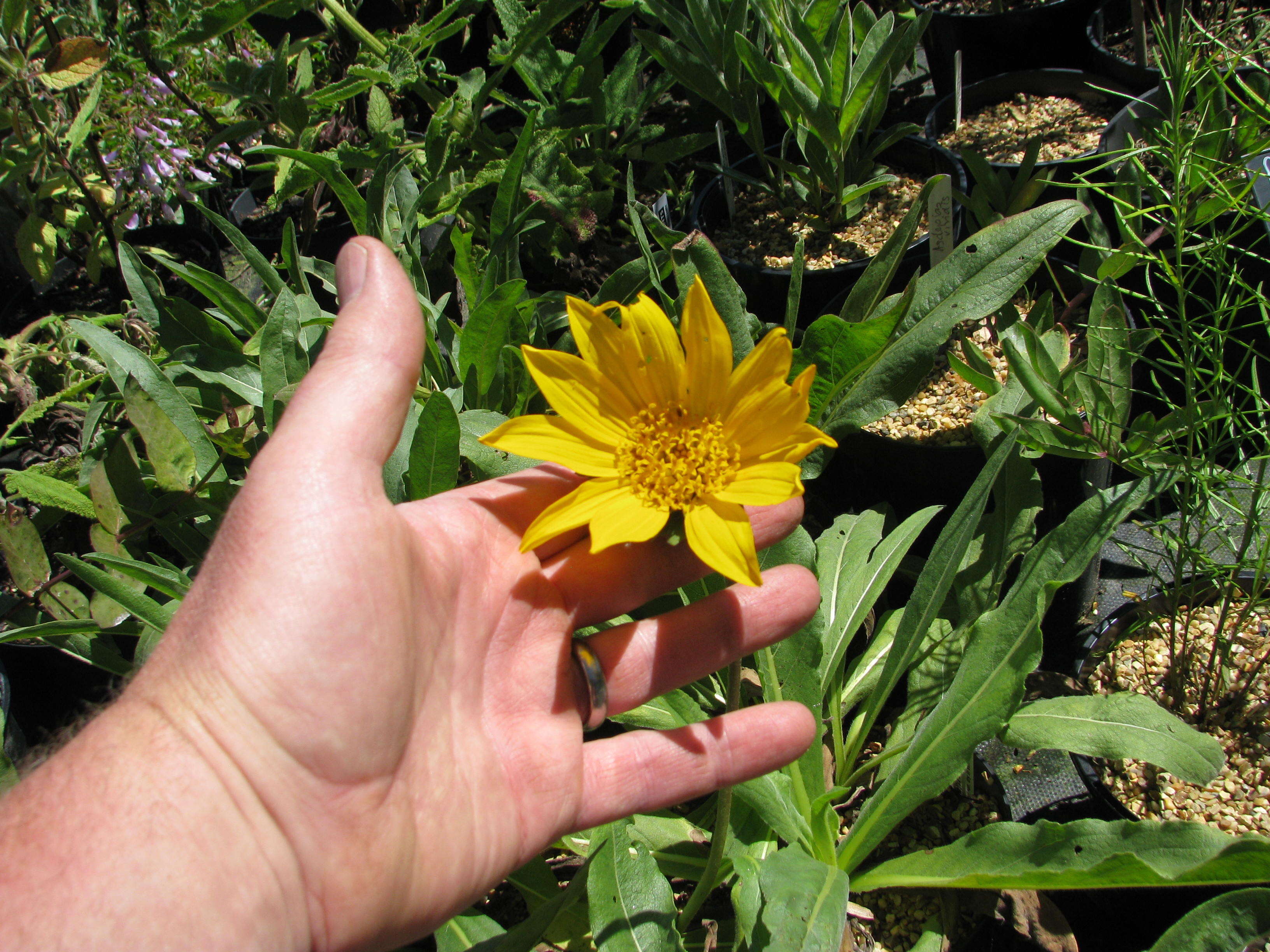 Wyethia angustifolia (DC.) Nutt. resmi