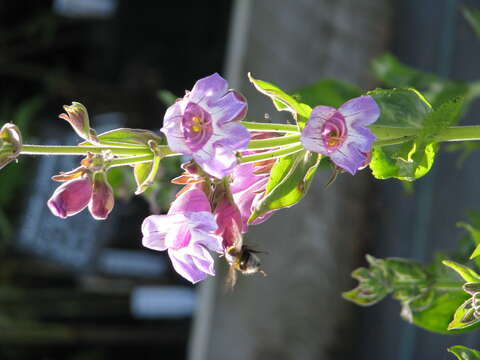 Image of cobaea beardtongue