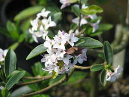 Image of Daphne tangutica Maxim.