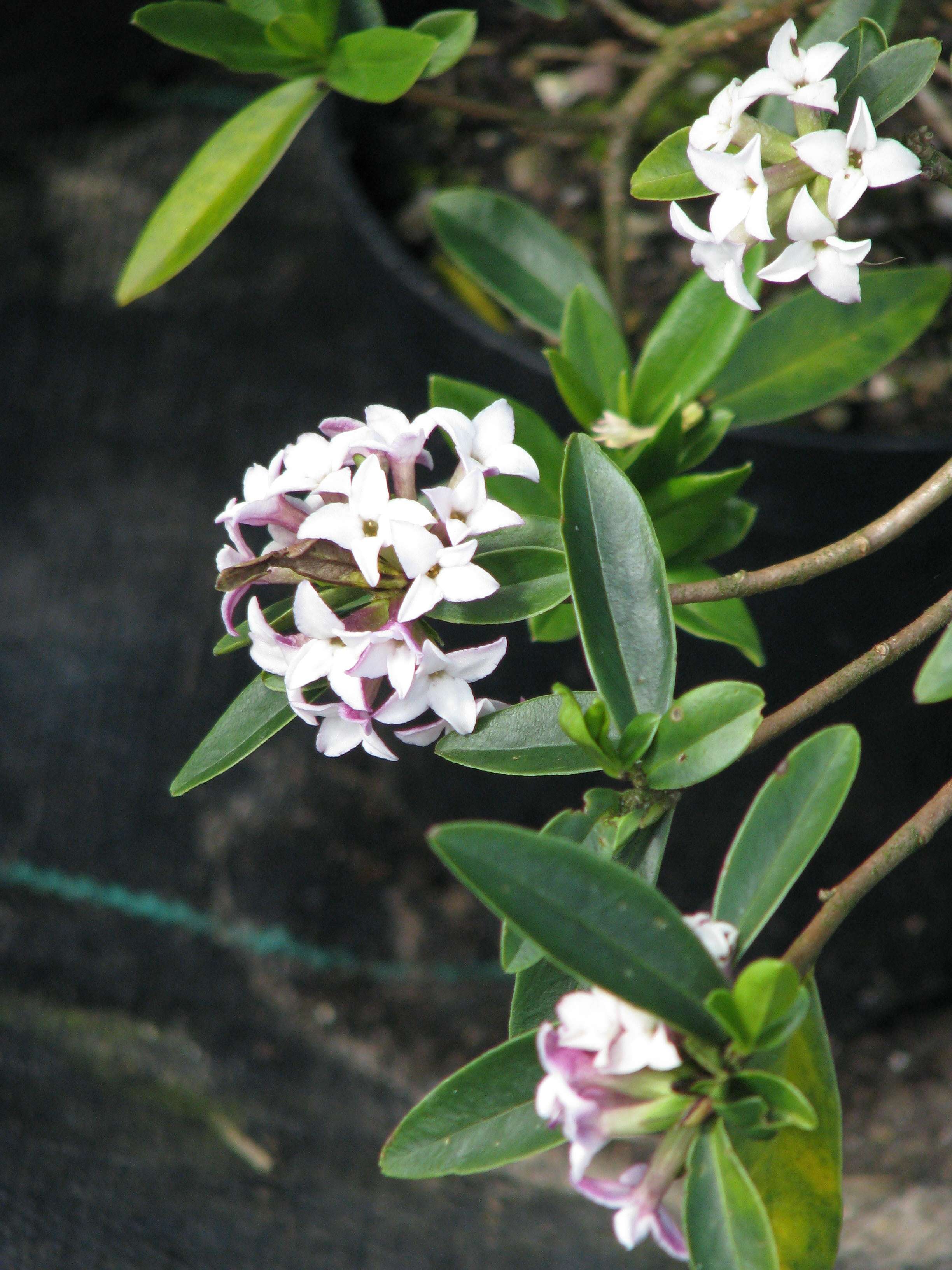 Image of Daphne tangutica Maxim.