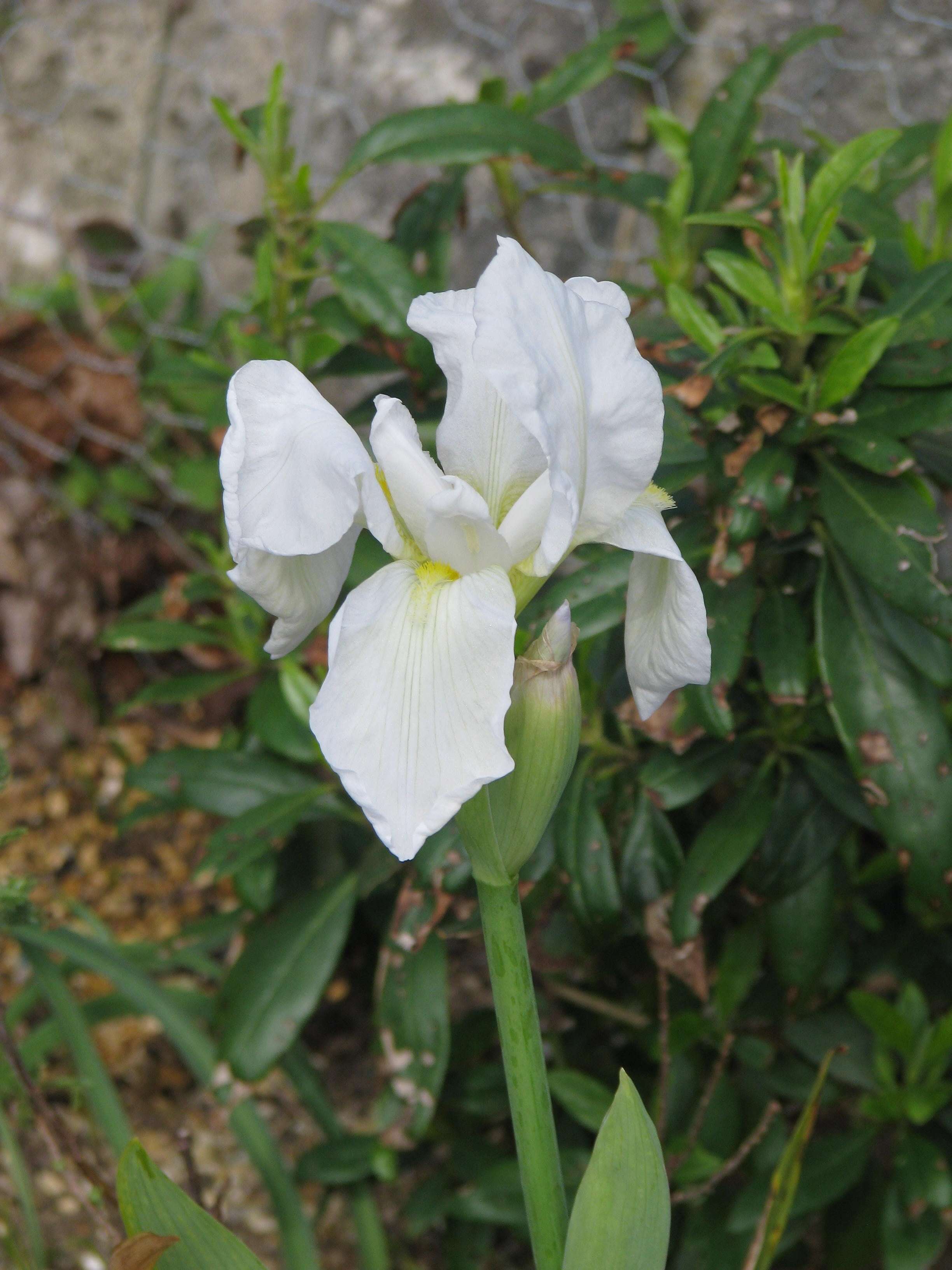 Plancia ëd Iris albicans Lange