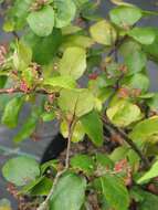 Image of island gooseberry