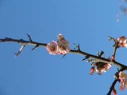 Image of Cathay Quince