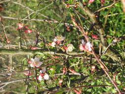 Image of Cathay quince