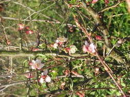Image of Cathay Quince