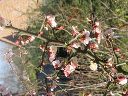 Image of Cathay quince