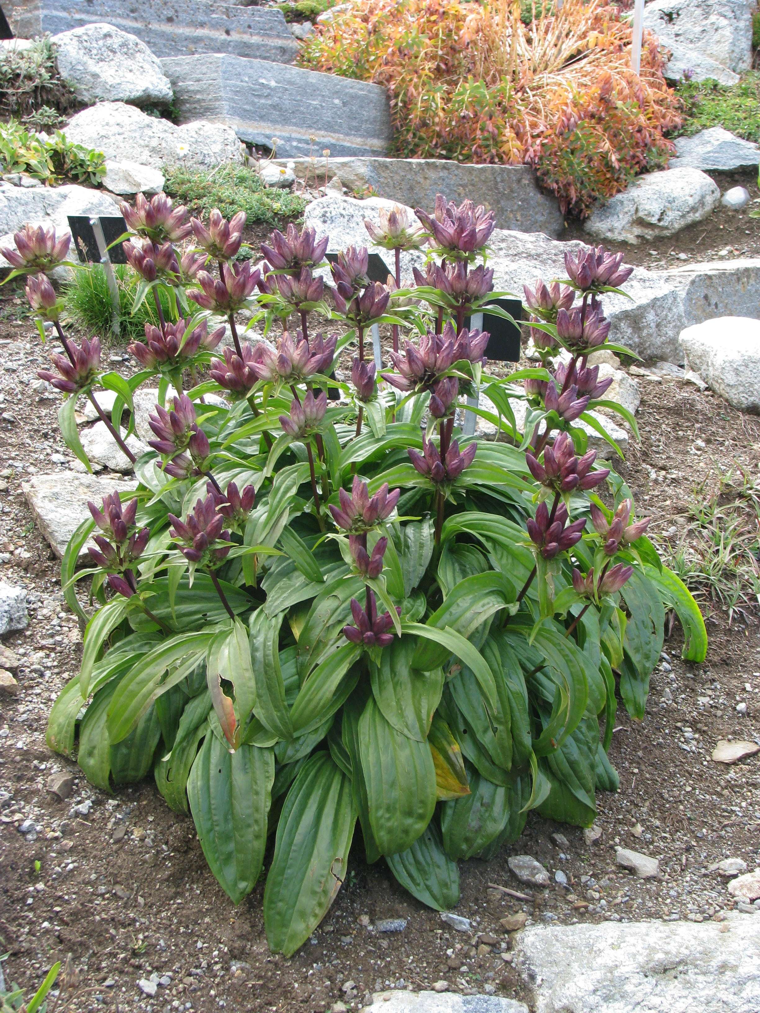 Image of Gentiana pannonica Scop.