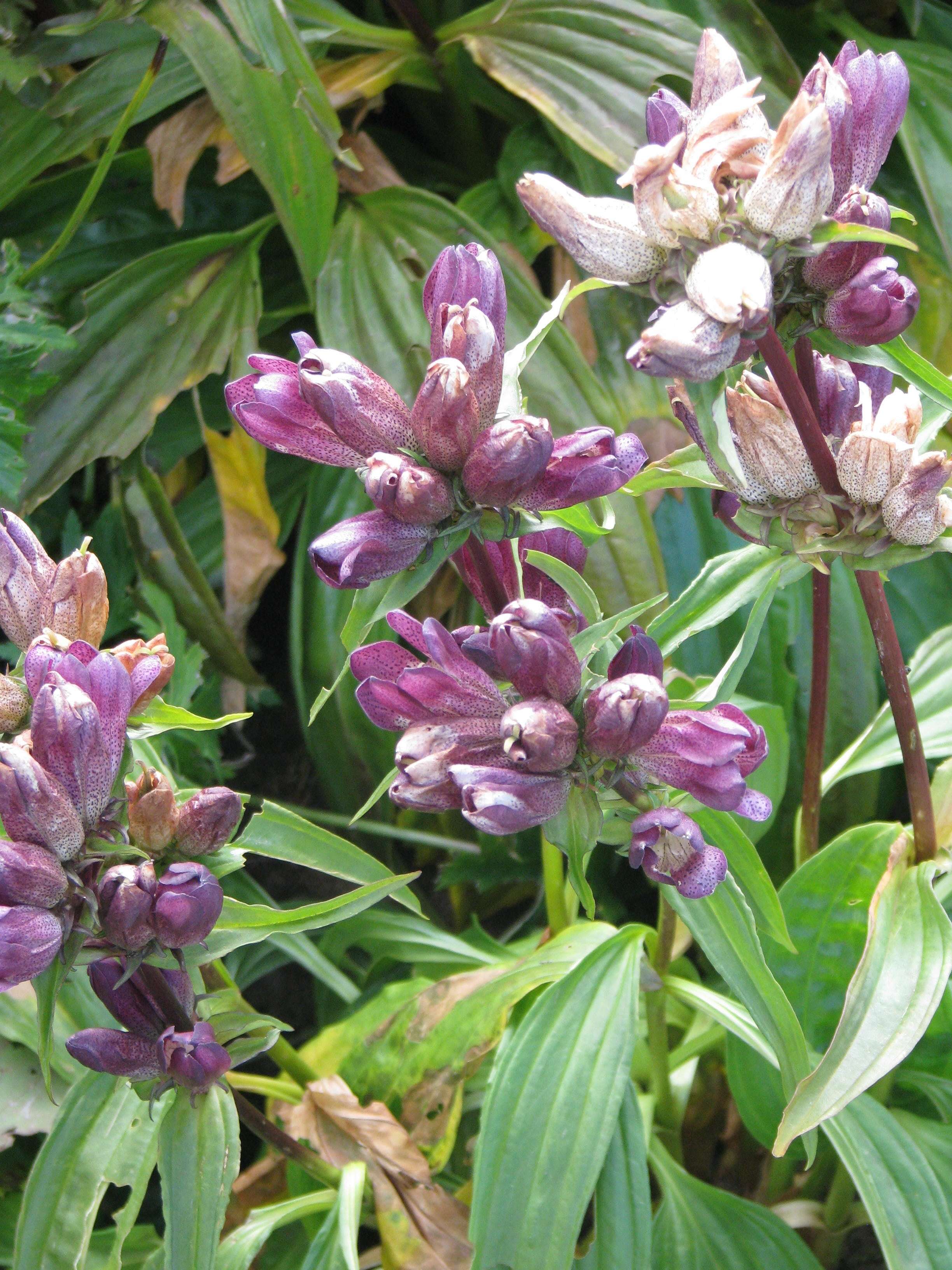 Image of Gentiana pannonica Scop.