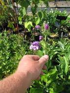 Image of cobaea beardtongue