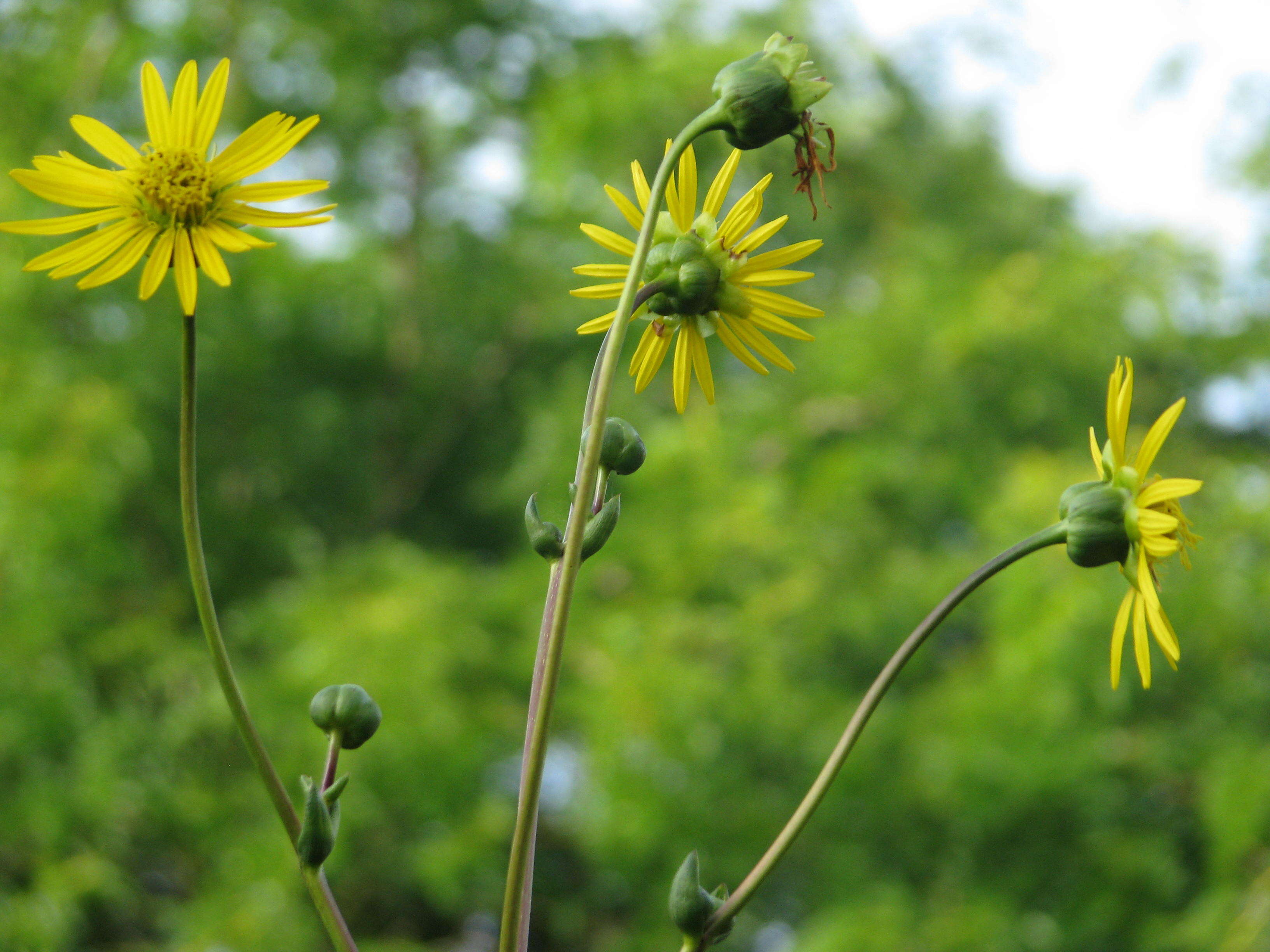 Silphium terebinthinaceum Jacq. resmi