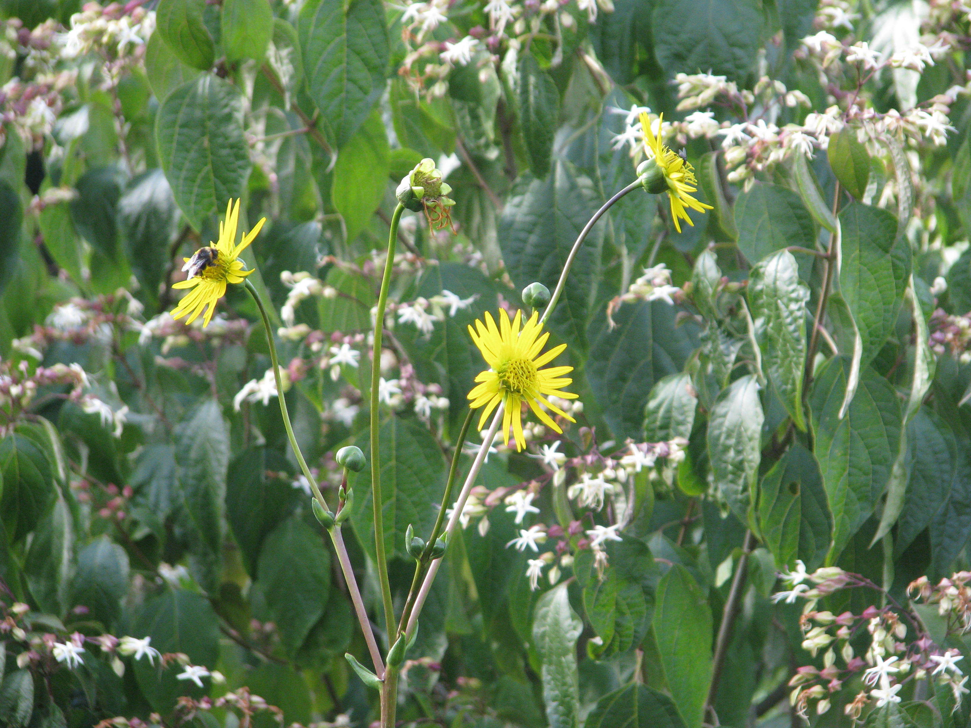 Silphium terebinthinaceum Jacq. resmi