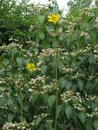 Silphium terebinthinaceum Jacq. resmi