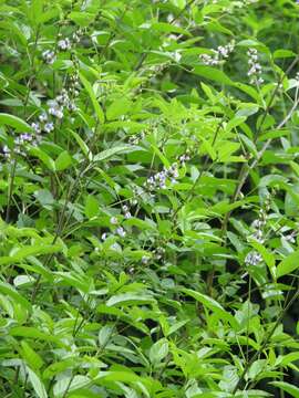 Imagem de Psoralea glandulosa L.