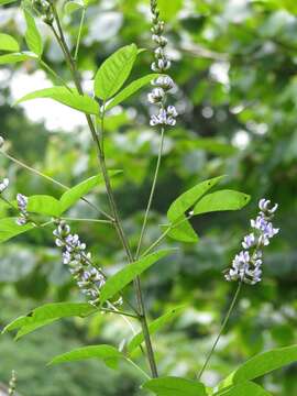 Plancia ëd Psoralea glandulosa L.