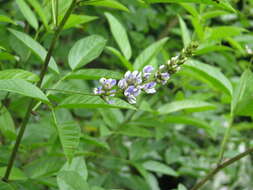 Image of Psoralea glandulosa L.