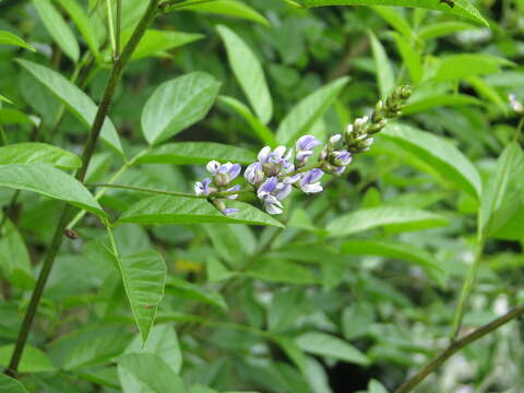 Plancia ëd Psoralea glandulosa L.