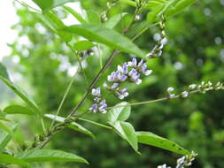 Image of Psoralea glandulosa L.