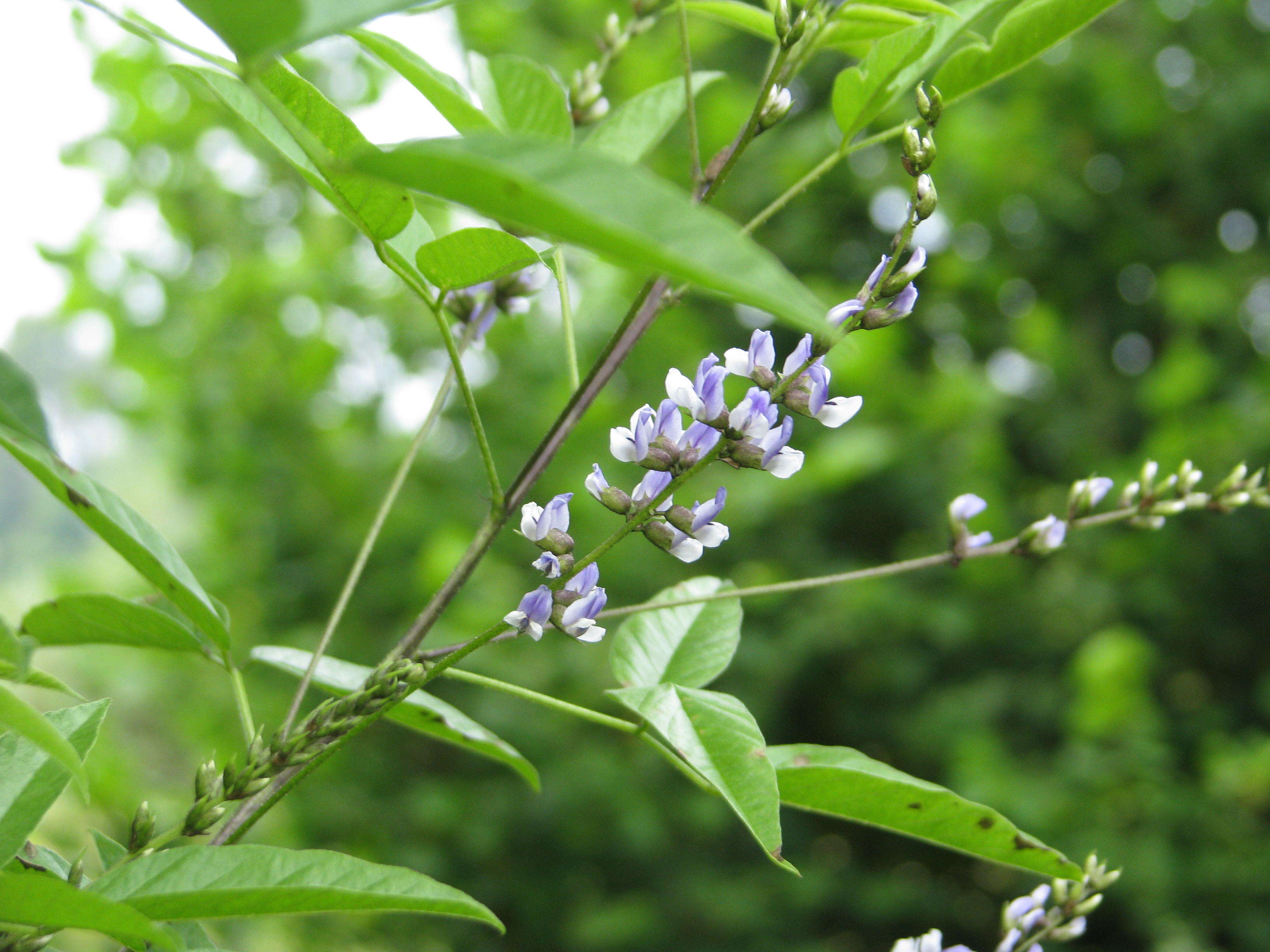 Plancia ëd Psoralea glandulosa L.