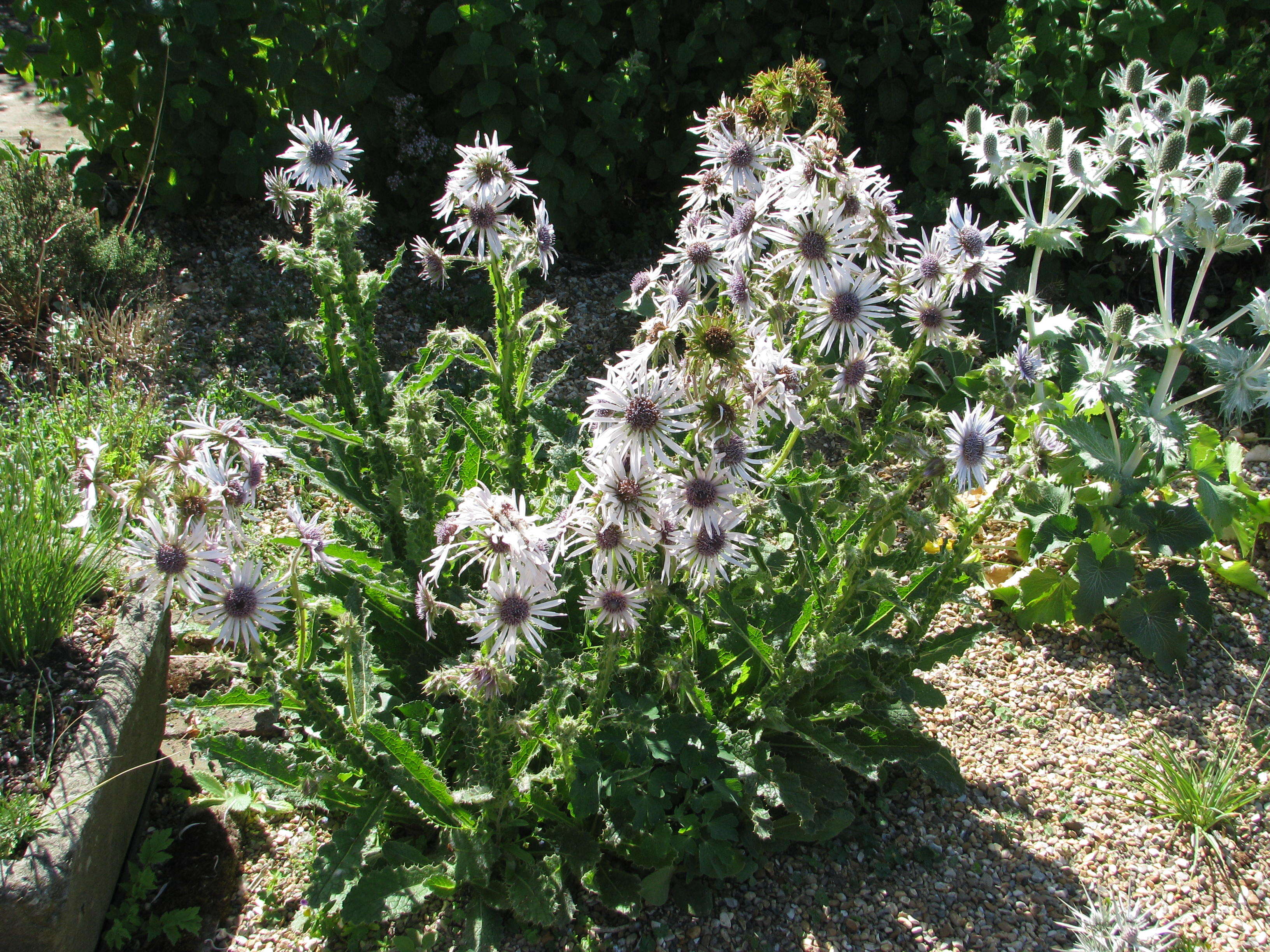 Image of Berkheya purpurea (DC.) Benth. & Hook. fil. ex Mast.