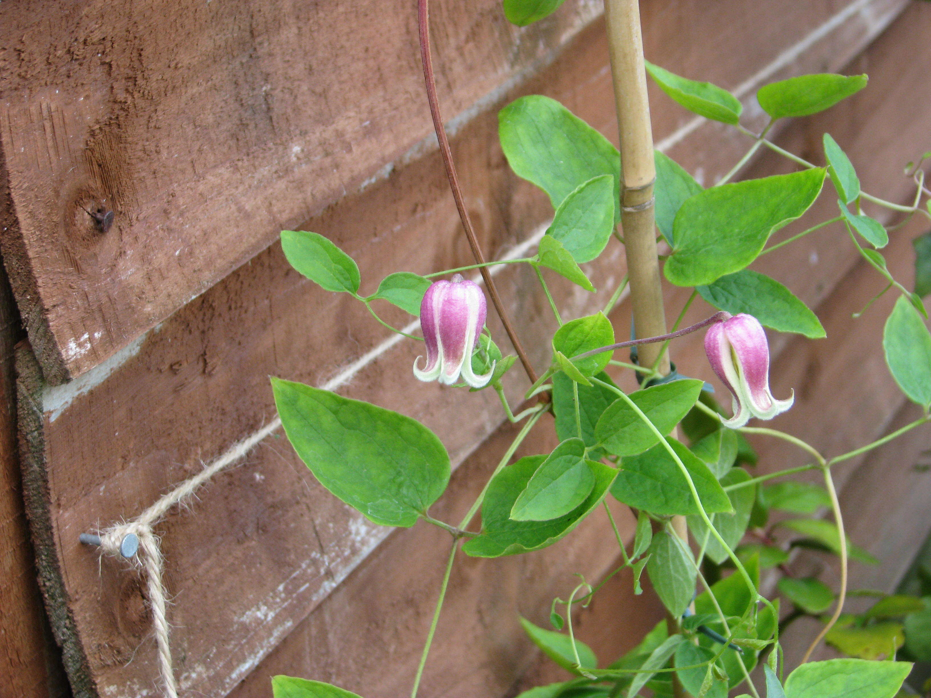 Imagem de Clematis viorna L.