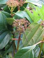 Image of Viburnum cinnamomifolium Rehder