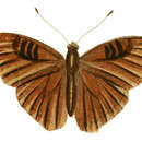 صورة Euriphene doriclea Drury 1782