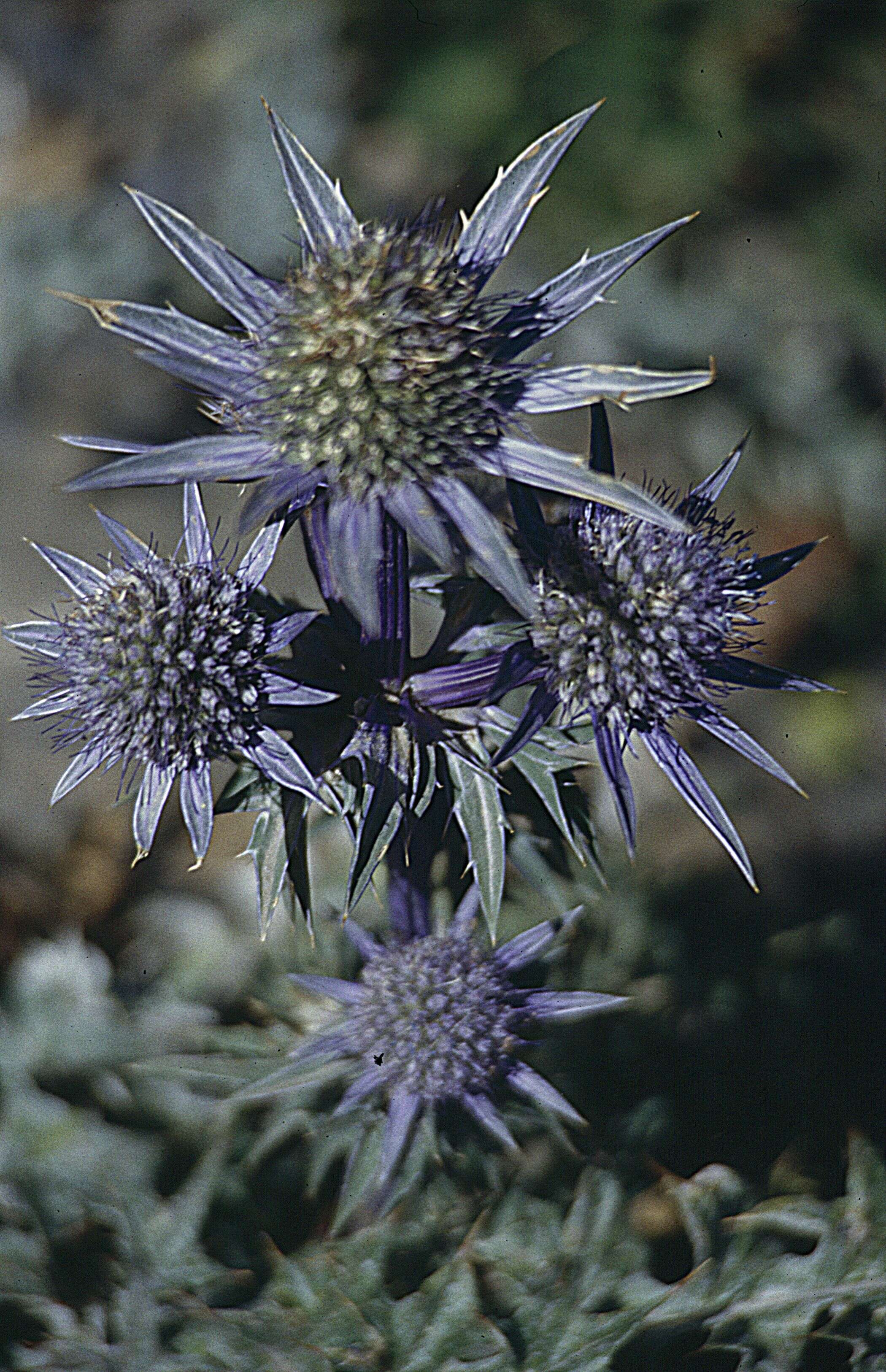 Image of amethyst eryngo