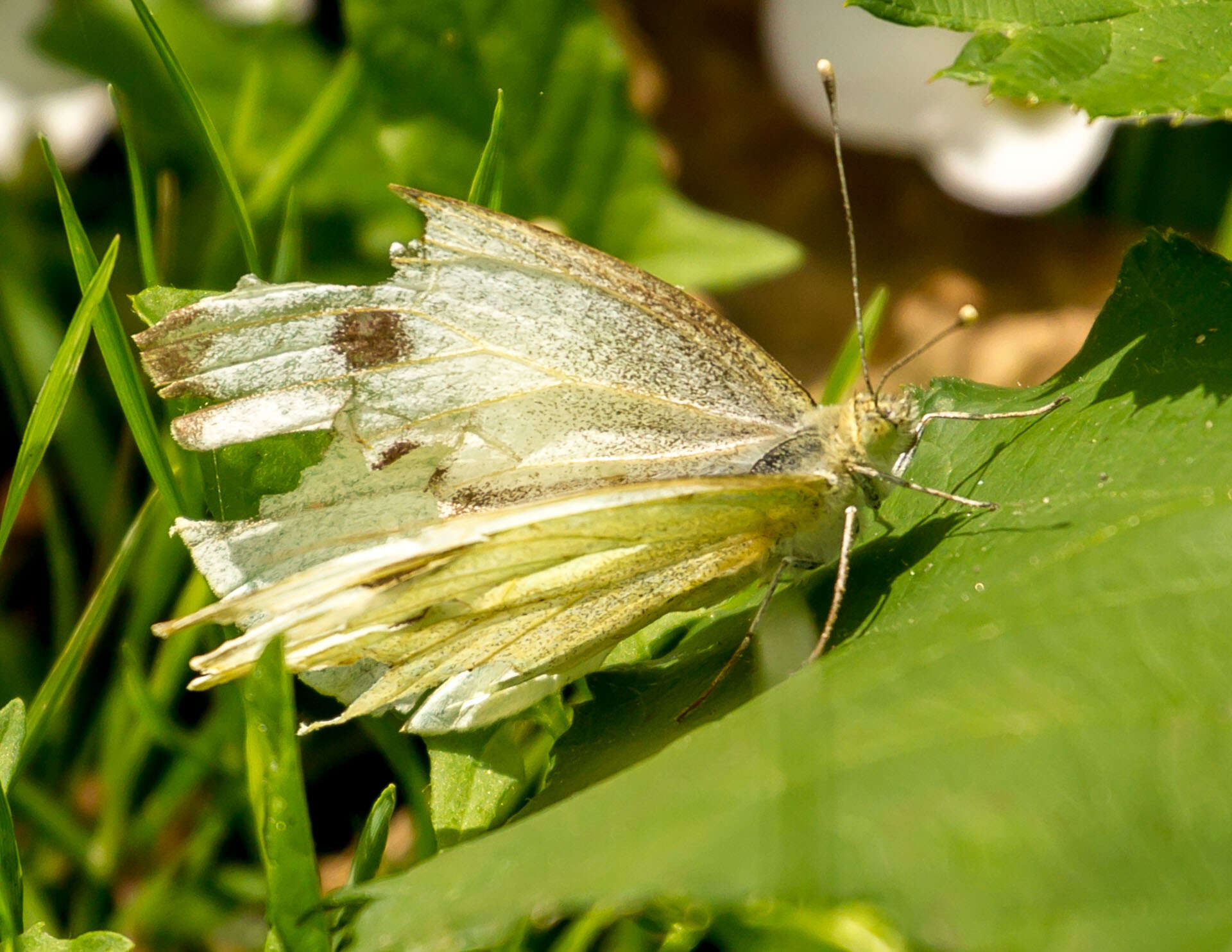 Image of cabbage butterfly