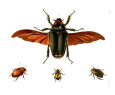 Image of Rutela lineola (Linnaeus 1758)