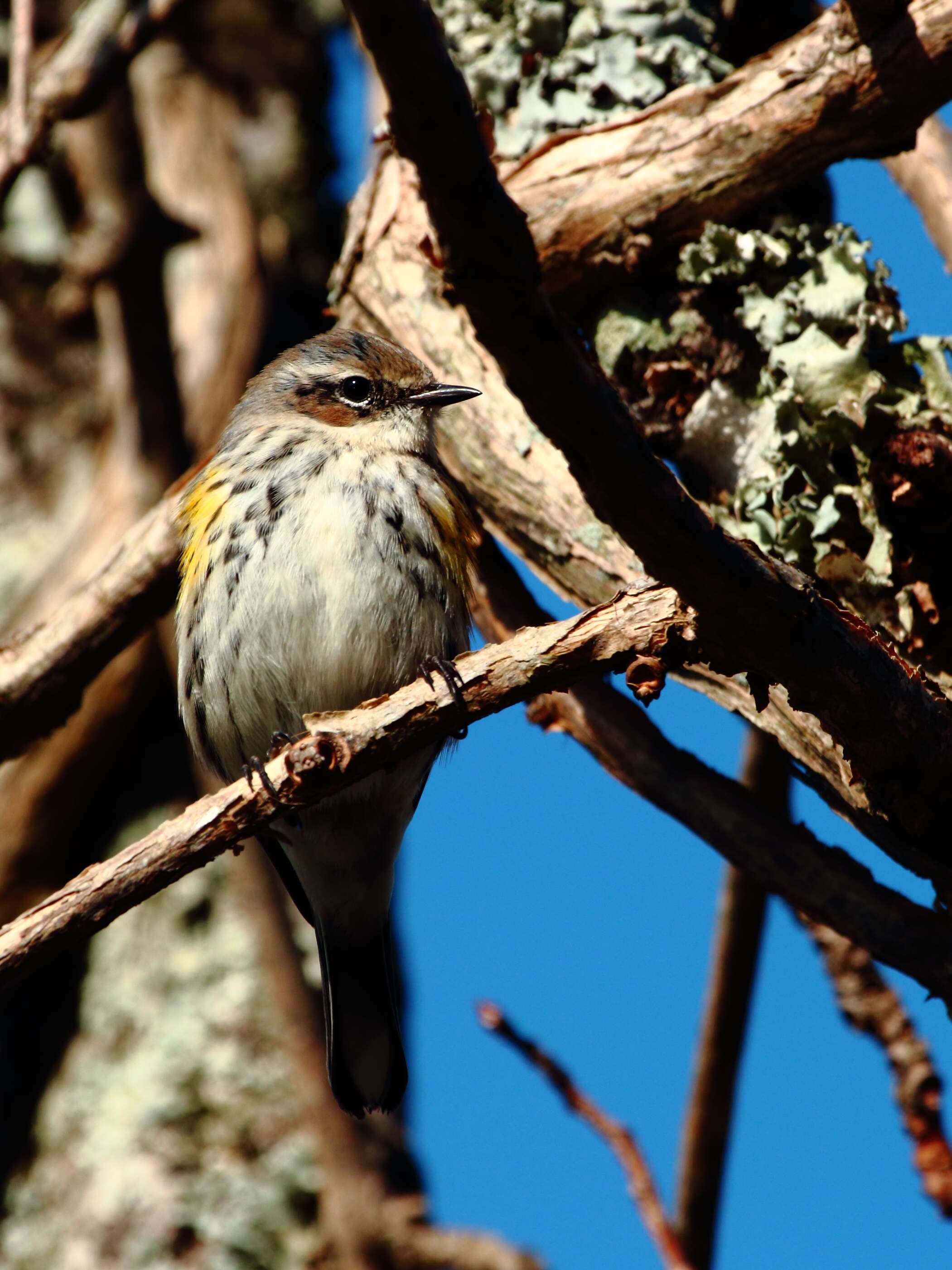 Image of Myrtle Warbler