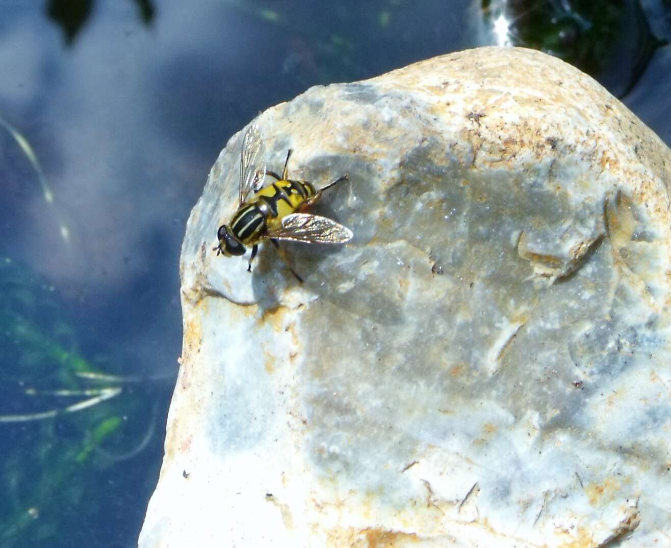 Image of Marsh Hoverfly