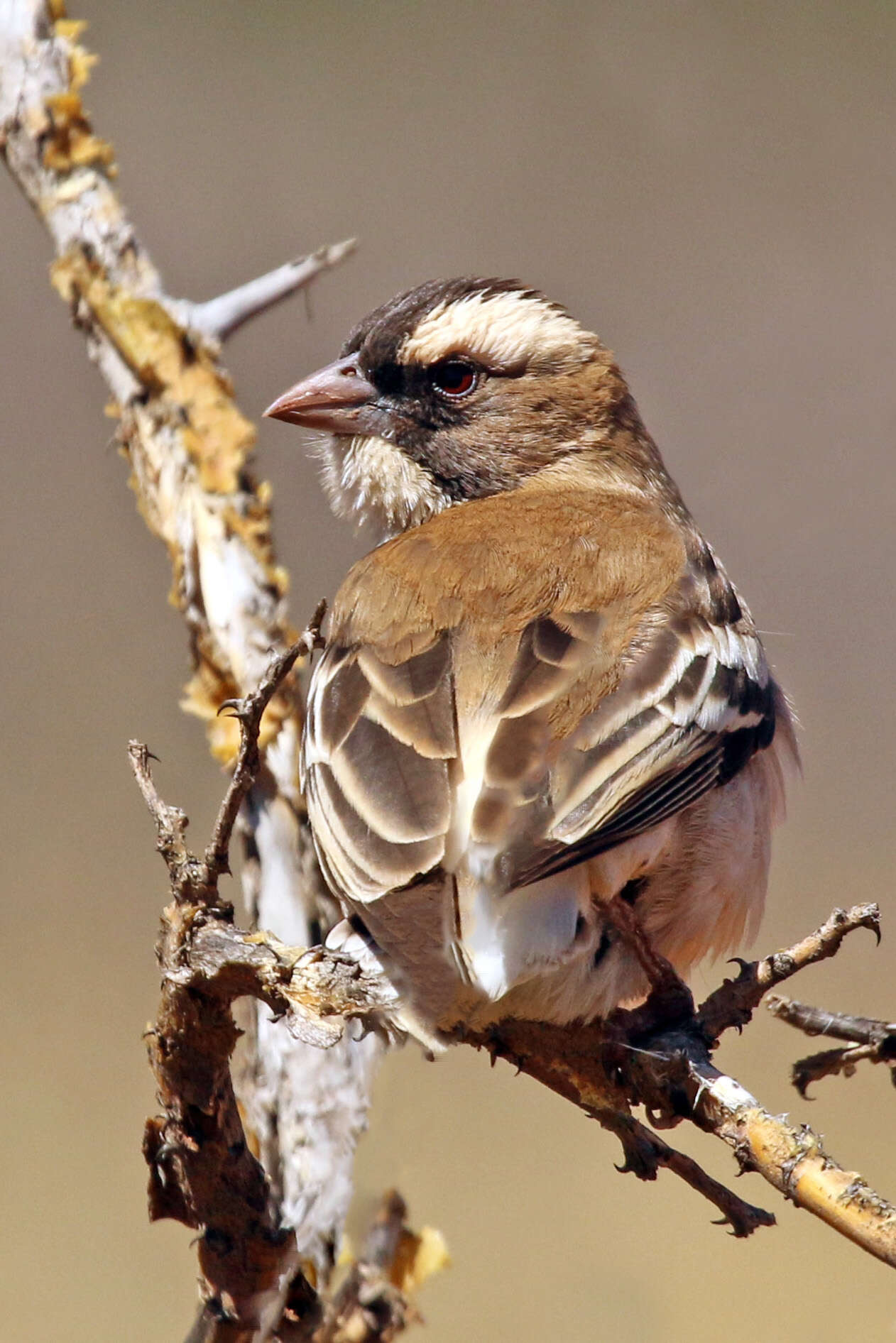 Image of sparrow-weaver