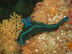 Image of Black nudibranch