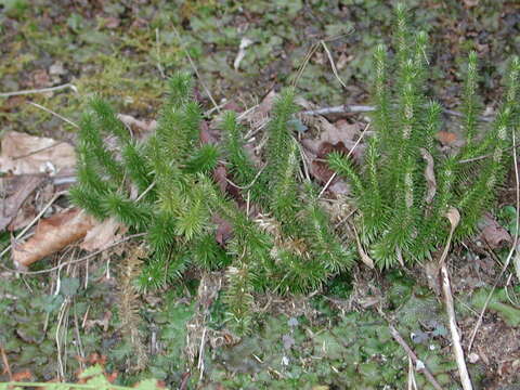 Image of Rock Club Moss