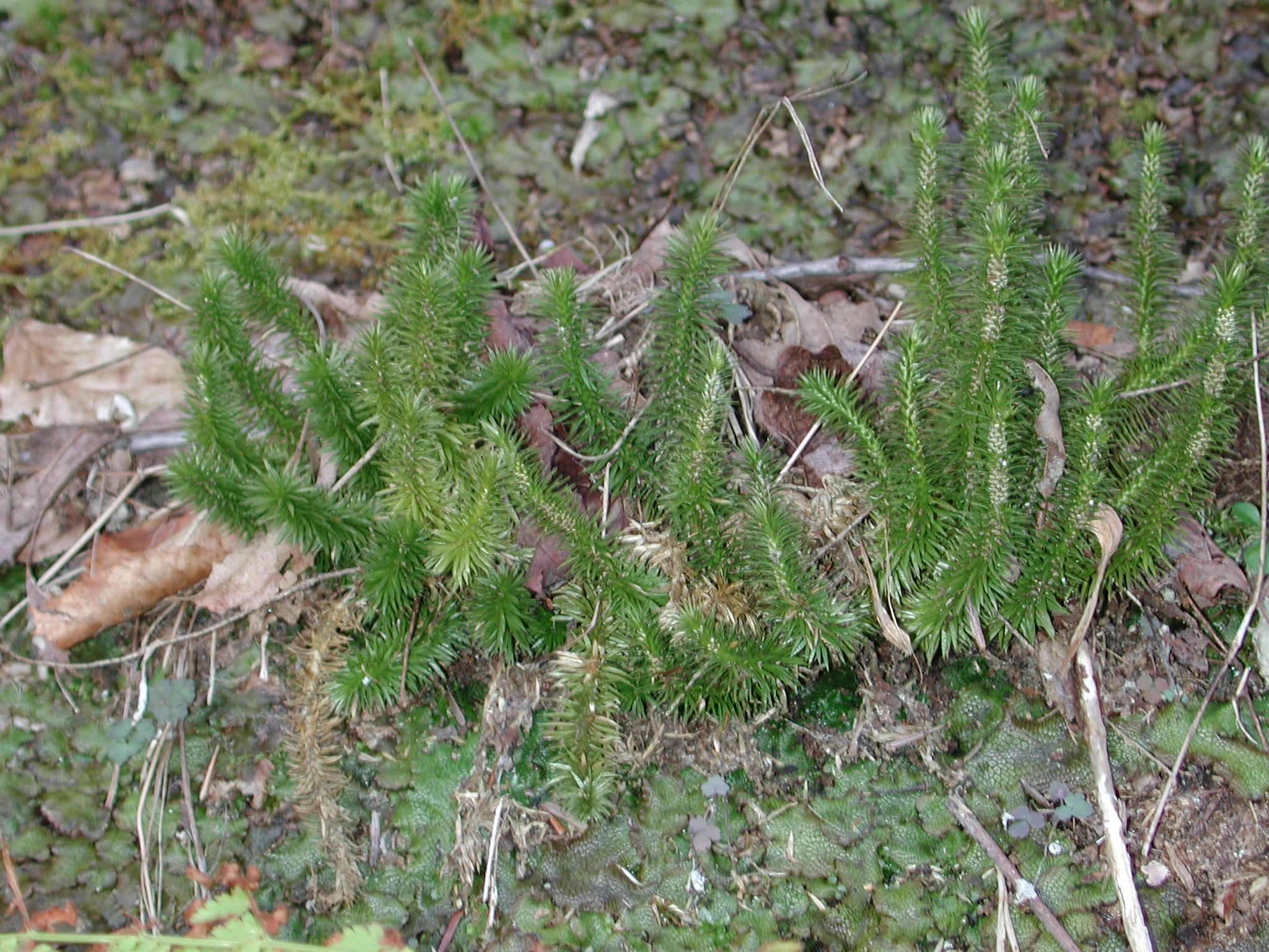 Imagem de Huperzia porophila (F. W. Lloyd & L. Underw.) Holub