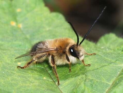 Image of Eucera longicornis (Linnaeus 1758)