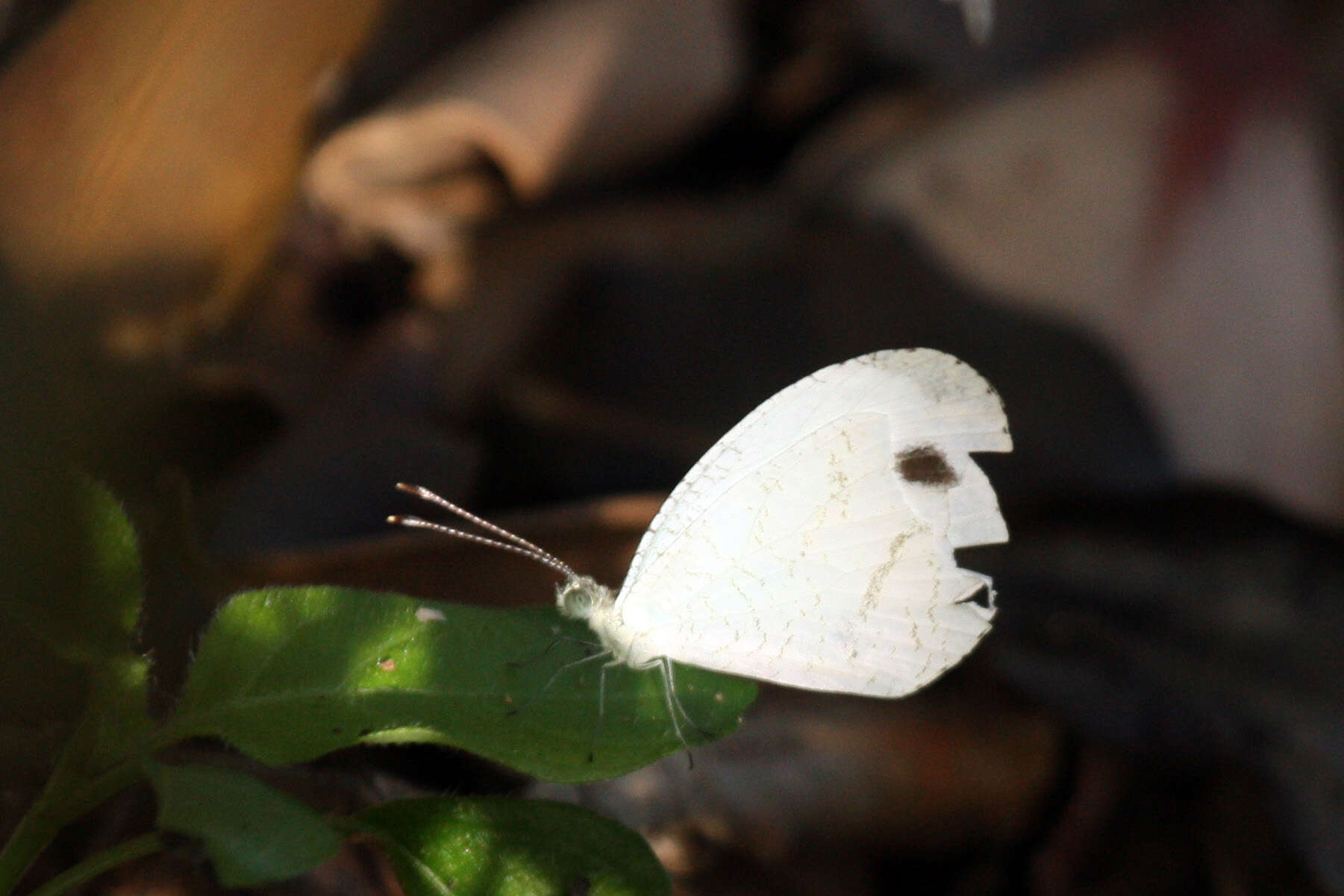 Слика од Leptosia alcesta (Stoll (1781))