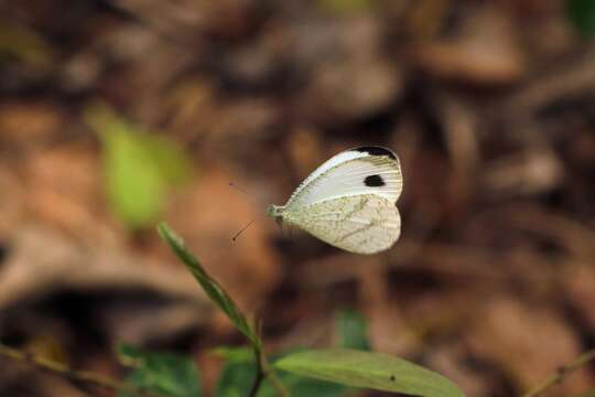 Image of Leptosia alcesta (Stoll (1781))