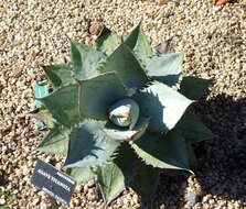 Image of Agave titanota Gentry