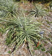 Image of Puya coerulea Lindl.