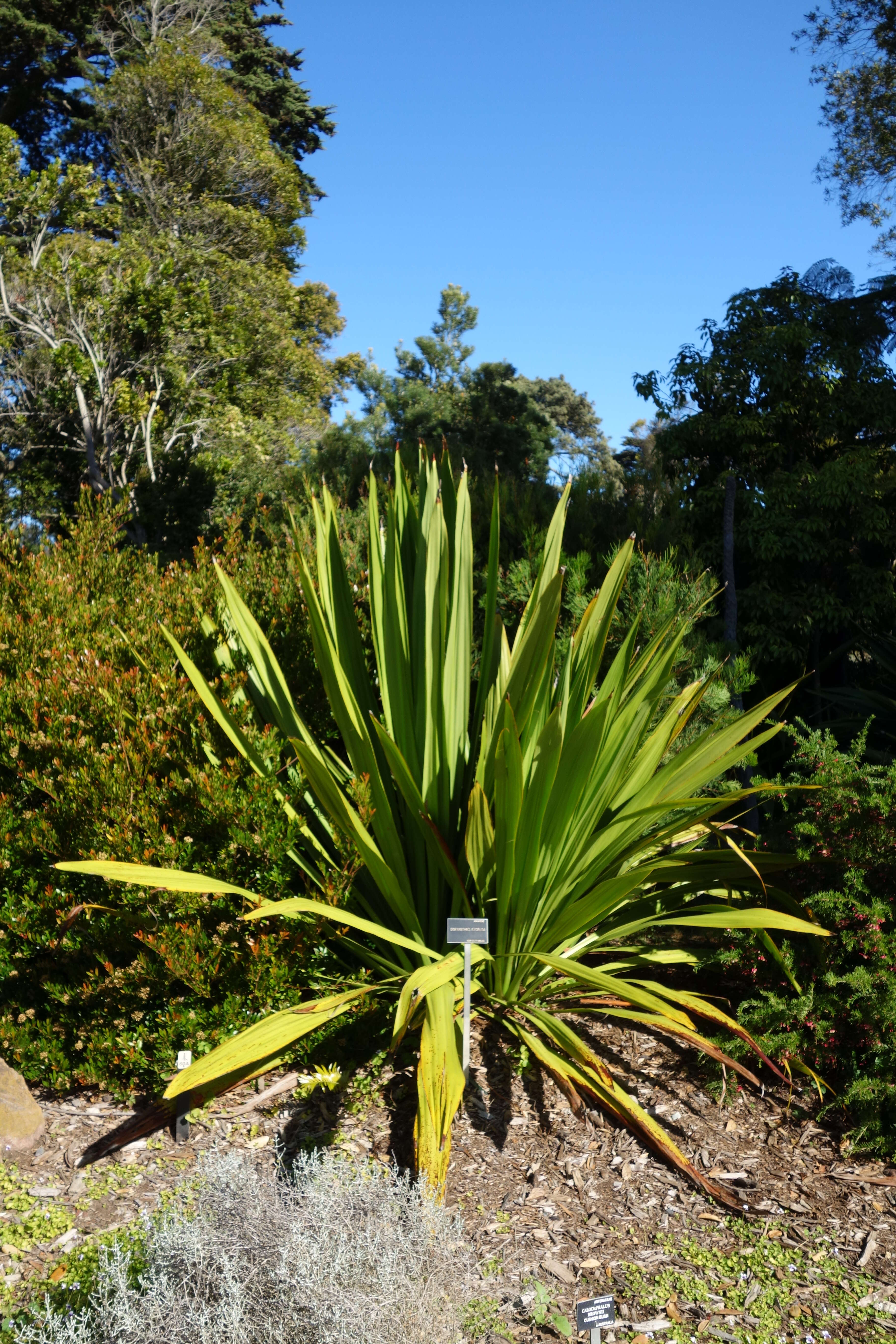 Doryanthes excelsa Corrêa resmi