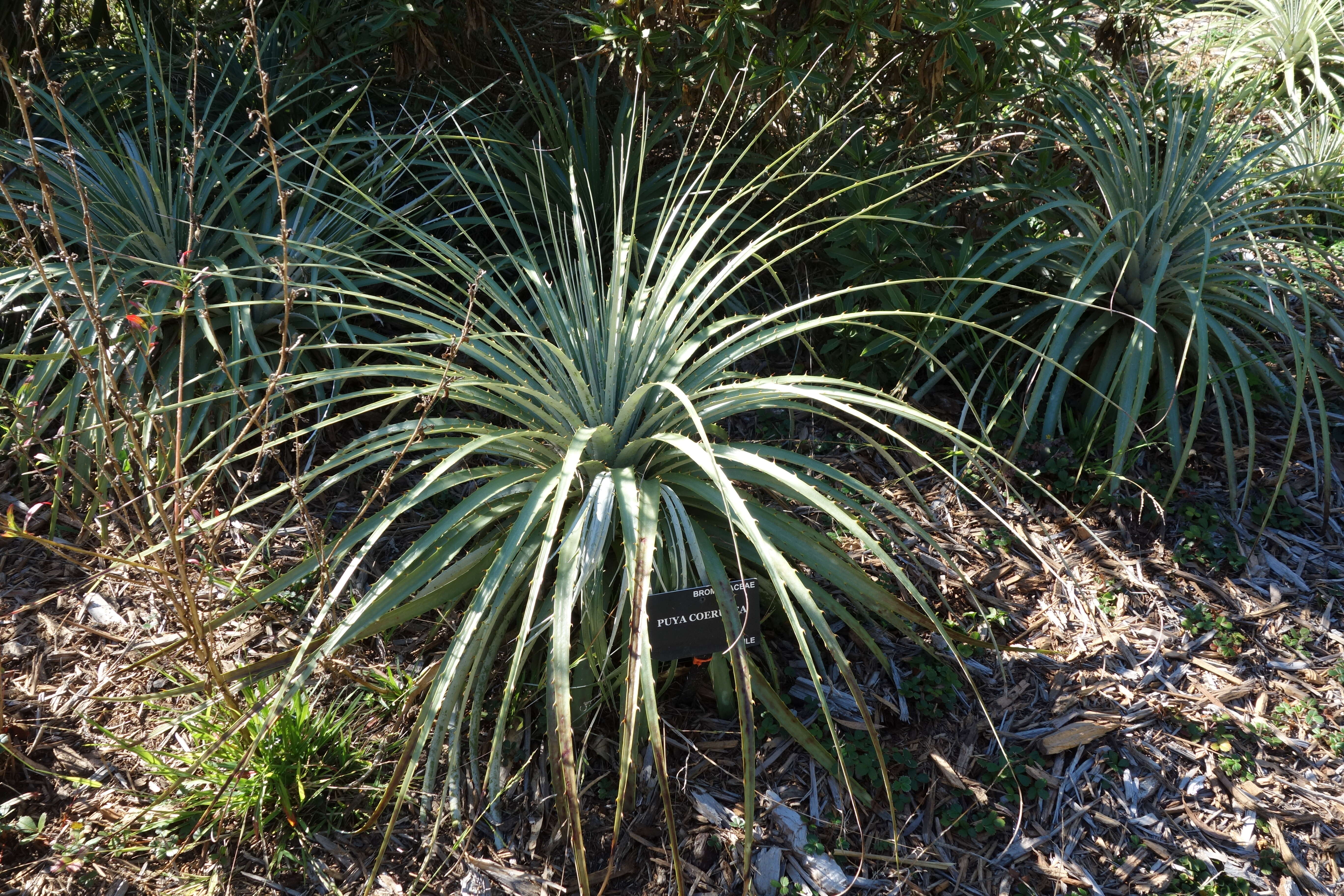 Image of Puya coerulea Lindl.