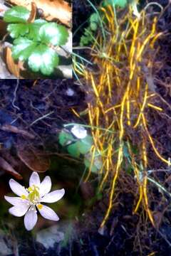 Image de Coptis trifolia (L.) Salisb.