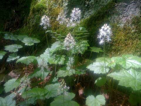 Image of Heartleaved foamflower