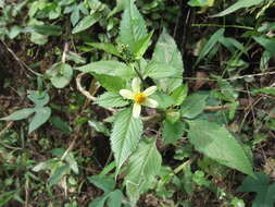 Bidens triplinervia Kunth的圖片